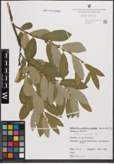 Foto von Salix cinerea L.